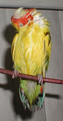 picture of a wet Peachie with his head craned upside down