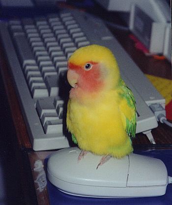 Peachfaced lovebird sitting on a computer mouse