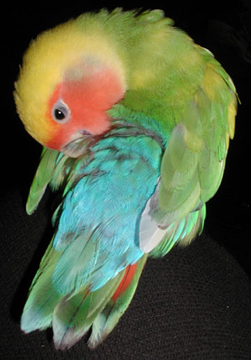 multicolored lovebird preening