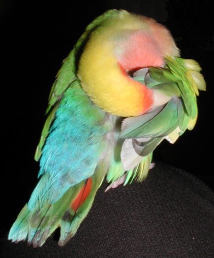 rainbow colored lovebird preening