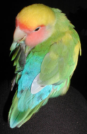 pastel lovebird preening