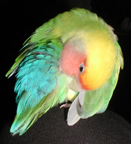 Precious Peachy preening