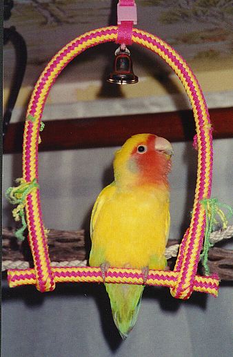 Peachfaced lovebird on a matching colored rope swing