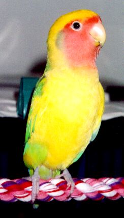 Little peachfaced lovebird standing very tall on his rope perch