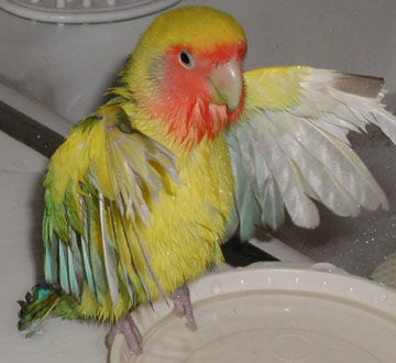 Peachfaced lovebird with wings open, standing on edge of bath bowl