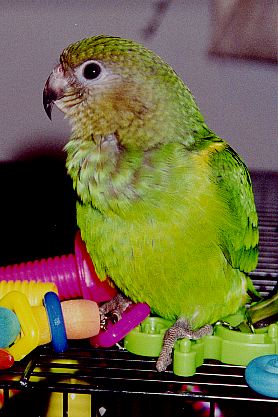little green bird on a cage top with lots of toys