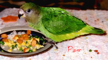 pretty green bird with olive colored head eating a plate of veggies