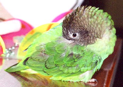 little green parrot with her head tucked into her wings