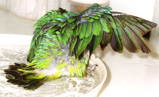 little green parrot taking a bath in a dish