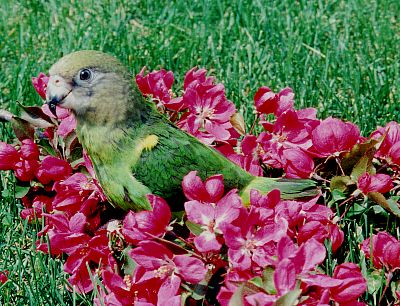 green bird with brown head sitting among a bright pink patch of flowers