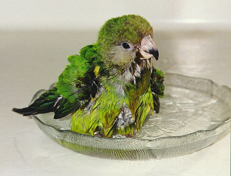 olive headed green parrot sitting in a dish of water, all fluffy-wet and cute