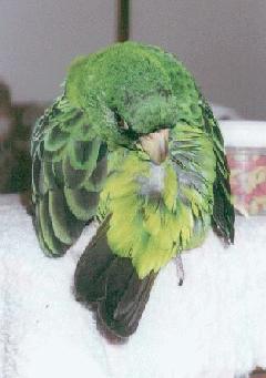 Jardy's head turned all the way around, preening his back