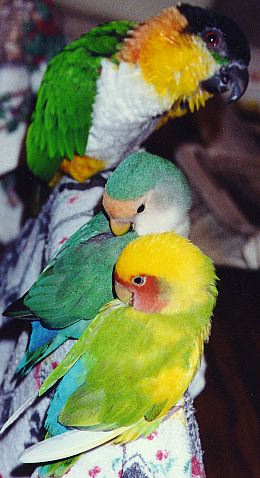 three small parrots all sitting on the back of a chair, preening themselves.