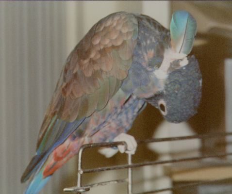 Beautifully colored parrot scratching her head with a feather