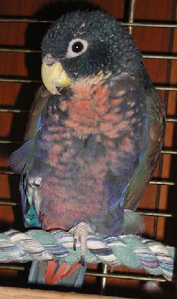 Beautiful bronze wing pionus