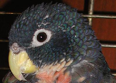 Closeup of the same photo