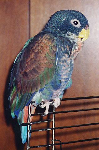 Beautiful blue headed parrot with gorgeous bronze colored wings