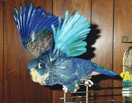 blue parrot with wings outstretched, showing bright blue outer feathers, and turquoise underneath
