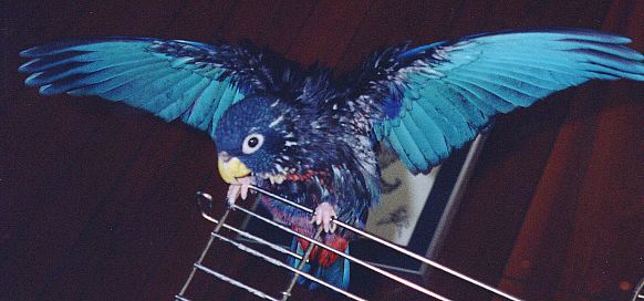 beautiful blue and turquoise parrot with wings outstretched