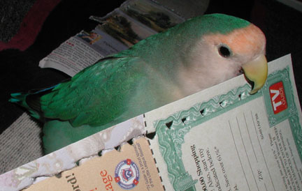 little blue lovebird poking holes down the edge of a piece of paper.