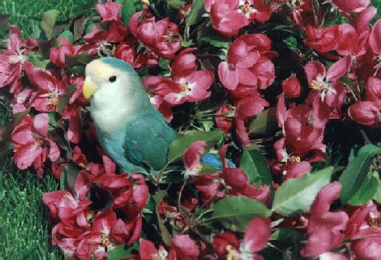 blue lovebird sitting amid bright pink flowers and leaves