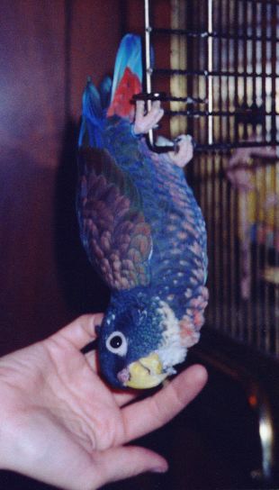 beautiful blue parrot hanging upside down, showing bright red under tail and bronze colored wings