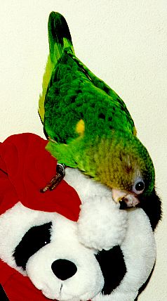 little green bird chewing a teddy bear's hat tassel