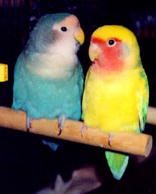 photo of two darling lovebirds side by side on a twig