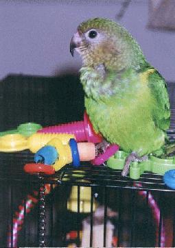 closer photo of Piper with some toys on top of her cage