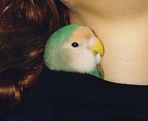 little lovebird sticking her head out of a shirt