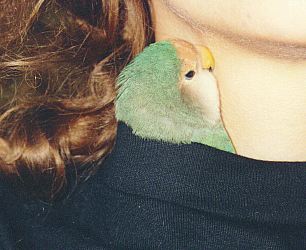 little lovebird sticking her head out of a shirt
