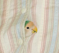 little lovebird sticking her head out from between the buttons on a shirt