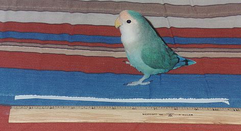 little blue lovebird standing proudly by a very long paper strip she made