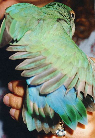 little blue lovebird stretching and showing off her pretty tail