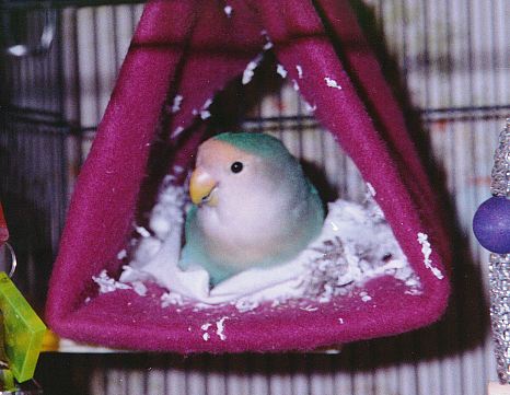 blue lovebird sitting inside a bright pink tunnel, amidst a pile of torn paper
