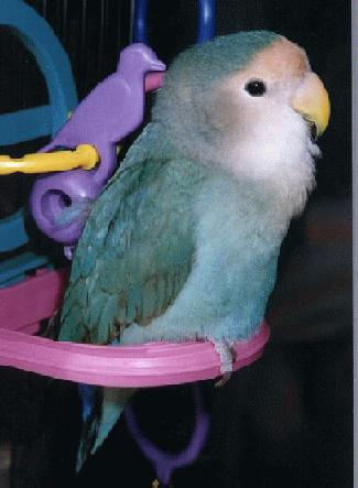 pretty blue lovebird with white face sitting on a pink perch-toy