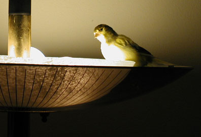 Little yellow canary sitting on top of a lamp, his front side almost glowing with the light