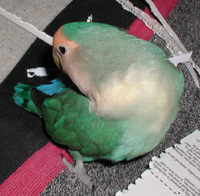 Trying to tuck the strip into her tail feathers.