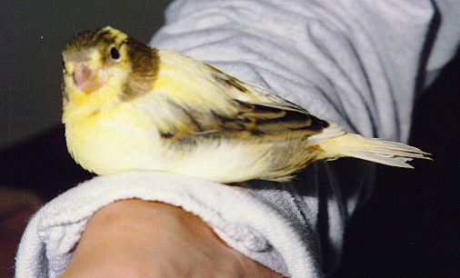 pretty yellow and brown canary sitting on an arm.