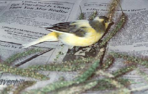canary sitting on a paper filled with millet seed sprays