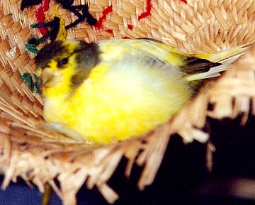pretty yellow and brown canary sitting in a straw hat.