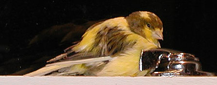 brown and yellow canary on the windowsill