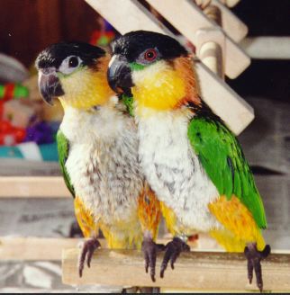 two caiques sitting side by side looking oh so cute!
