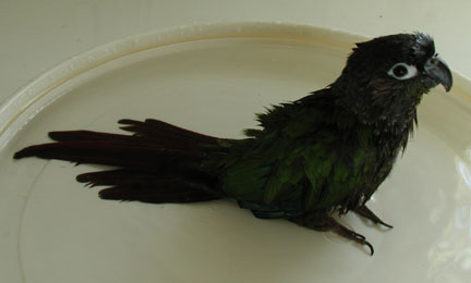 Blackie sitting in his bath dish