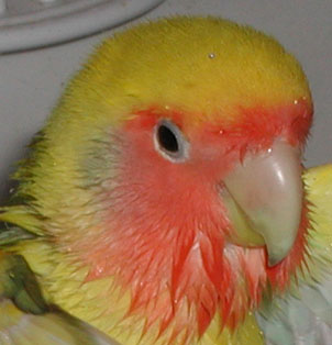 peach faced lovebird with water drops and wet feathers