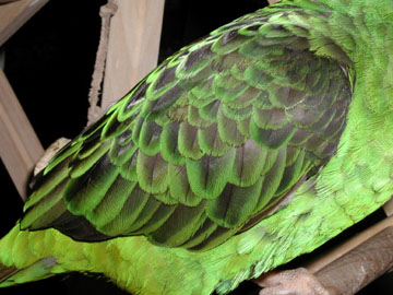 close up of a Jardine's parrot's wing
