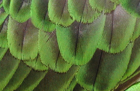 extreme close up of Jardine's parrot feathers